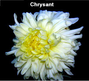 Chrysant