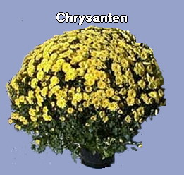 Chrysanten